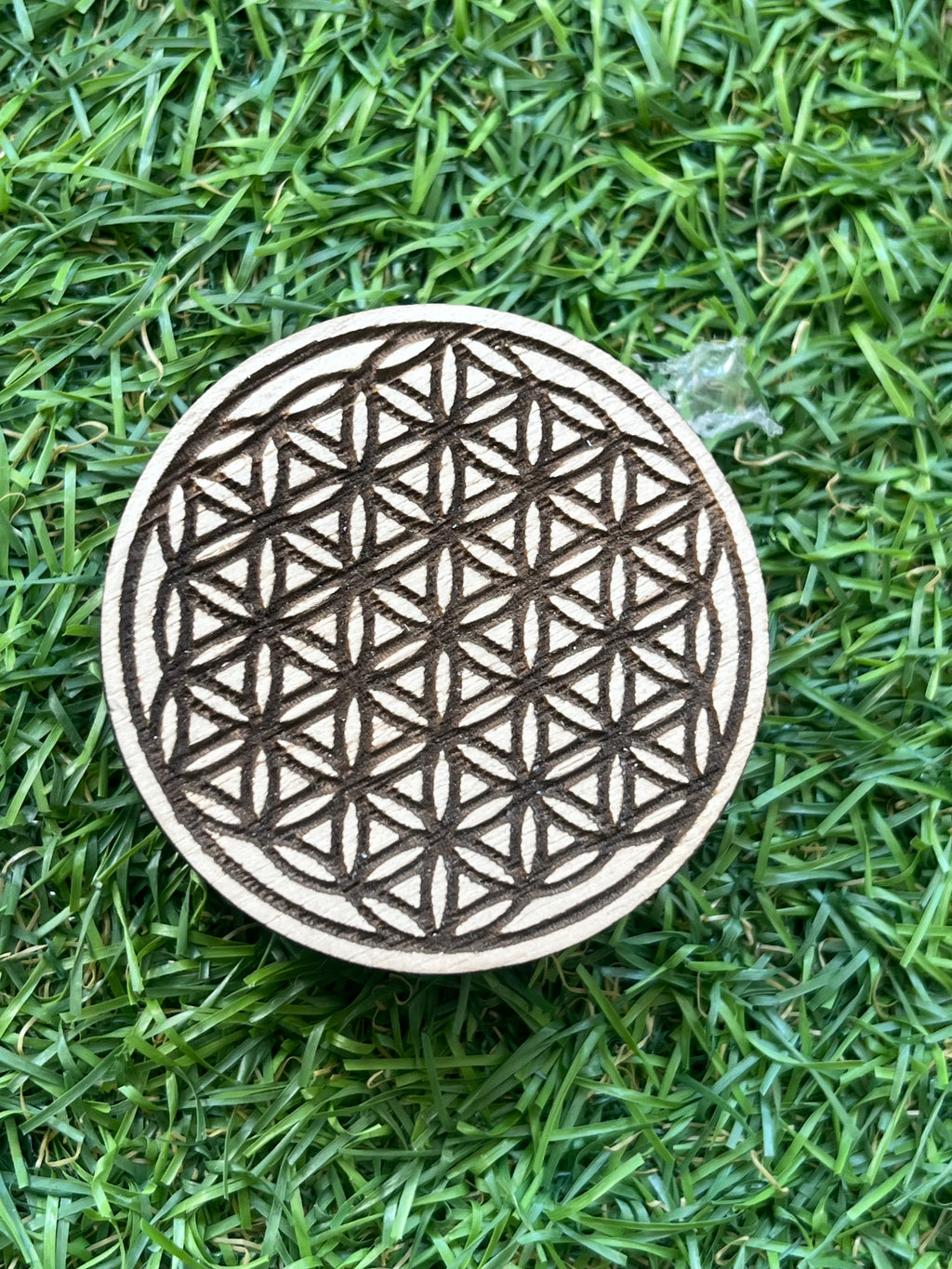 Mini-Lebensblume auf Holz